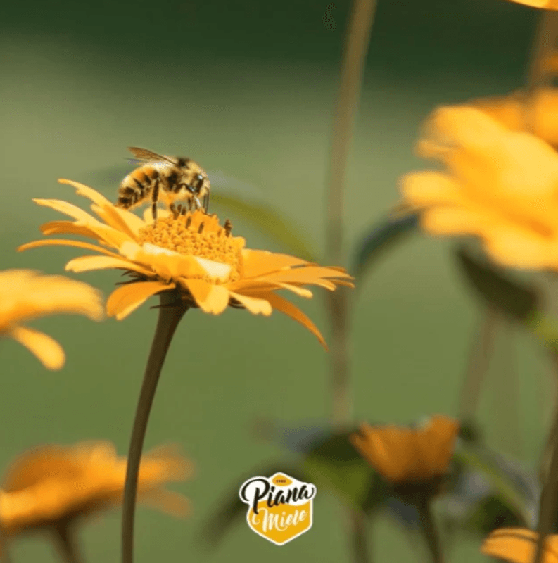 Akasie Honning 500g, Piana